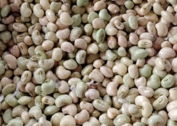 Perímetros irrigados estaduais preveem alta de 25% na produção do feijão-de-corda em 2024