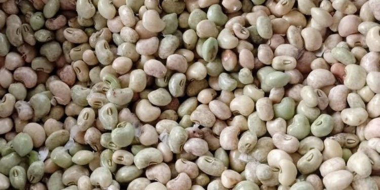 Perímetros irrigados estaduais preveem alta de 25% na produção do feijão-de-corda em 2024