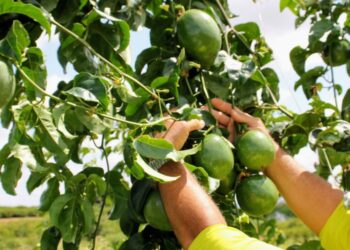 Produção de maracujá na irrigação pública aumentou 161% em 2024