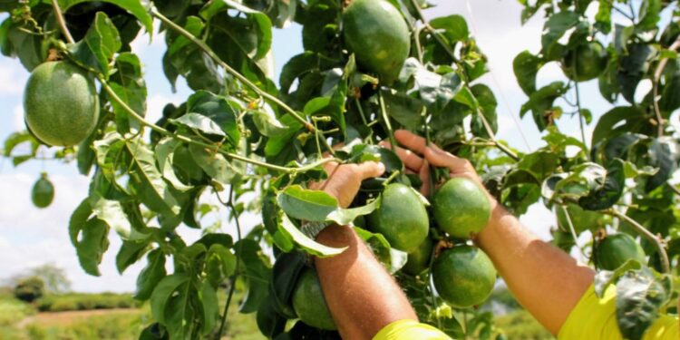 Produção de maracujá na irrigação pública aumentou 161% em 2024