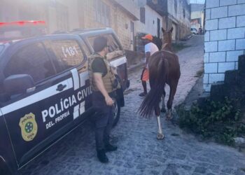 Delegacia Regional de Propriá recupera égua quarto de milha furtada em Malhada dos Bois