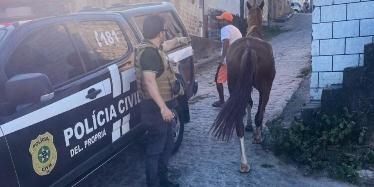 Delegacia Regional de Propriá recupera égua quarto de milha furtada em Malhada dos Bois