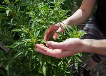 STJ autoriza cultivo de cannabis para fins medicinais