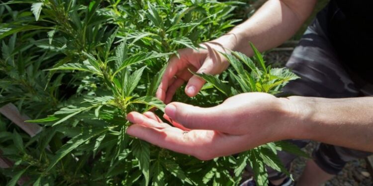 STJ autoriza cultivo de cannabis para fins medicinais