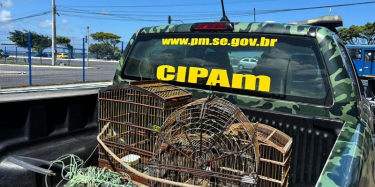 Polícia Militar resgata aves silvestres em Aracaju