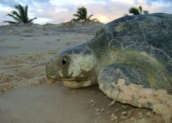 MPF e condomínios no município sergipano de Barra dos Coqueiros firmam acordo para proteger tartarugas marinhas