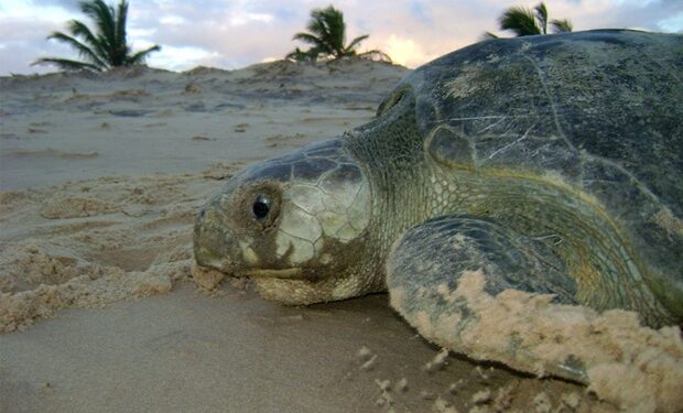 MPF e condomínios no município sergipano de Barra dos Coqueiros firmam acordo para proteger tartarugas marinhas