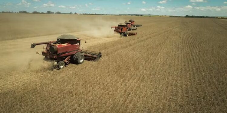 Safra de grãos em 2025 vai chegar a 311 milhões de toneladas, aponta IBGE
