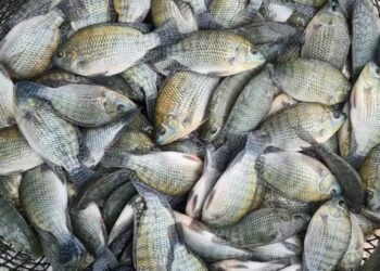 Tilápia se desvaloriza, e preços voltam aos níveis de 2022, aponta Cepea