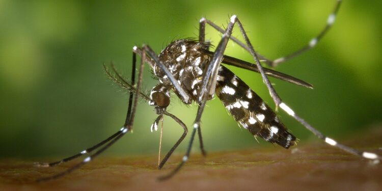 Variante incomum da dengue volta a circular e aumenta risco de novos surtos