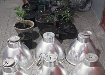 PM prende dupla acusada de tráfico em Laranjeiras e apreende 11 pés de maconha