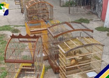 Polícia Militar resgata aves silvestres em Nossa Senhora do Socorro