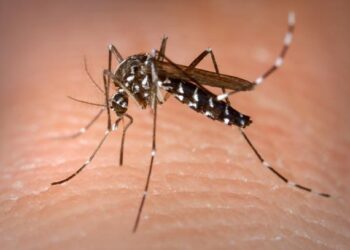 SES confirma primeira morte por dengue este ano em Sergipe