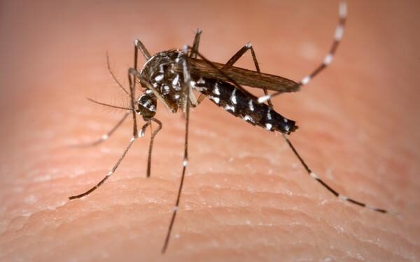 SES confirma primeira morte por dengue este ano em Sergipe