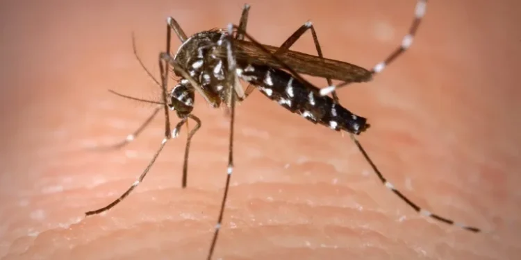 Casos de dengue em 2024 ultrapassaram 6,4 milhões e mortes, 5,9 mil