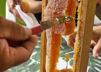 Nova beneficiadora de mel começa a funcionar em Campo do Brito