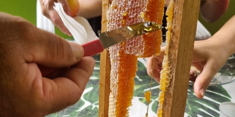 Nova beneficiadora de mel começa a funcionar em Campo do Brito