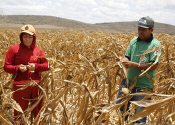 Prazo para inscrições no Garantia-Safra 2024/2025 se encerra dia 20 de fevereiro