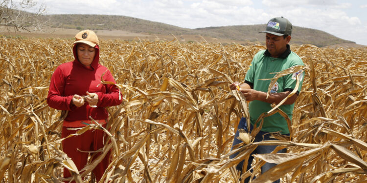 Prazo para inscrições no Garantia-Safra 2024/2025 se encerra dia 20 de fevereiro