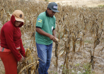 Prazo para inscrições no Garantia-Safra é prorrogado até o dia 24 de março