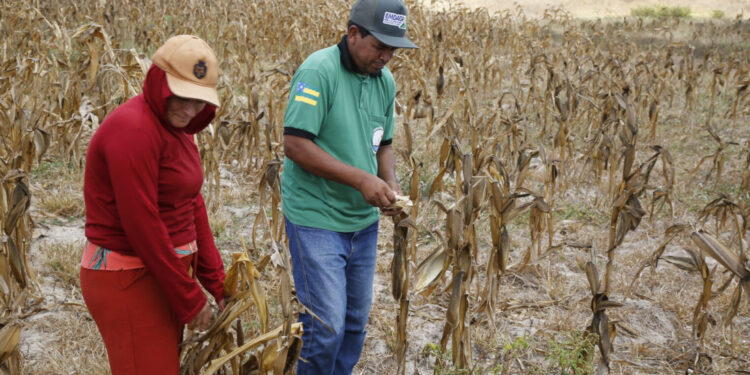 Prazo para inscrições no Garantia-Safra é prorrogado até o dia 24 de março