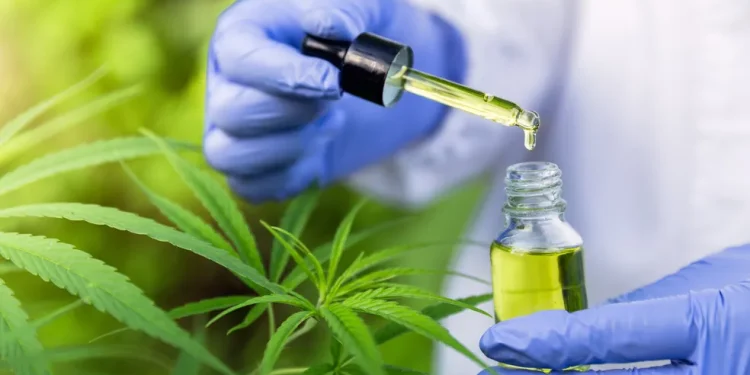Anvisa propõe venda de Cannabis medicinal em farmácias de manipulação