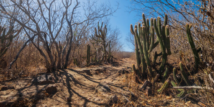 Sergipe segue registrando melhora na condição de seca