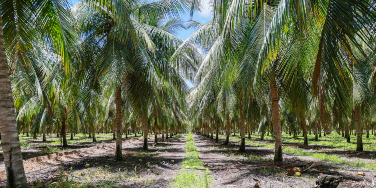 Platô de Neópolis se destaca pela grande produção e impacto socioeconômico na região