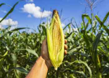 Em Sergipe, seguro Garantia Safra começa a ser pago nesta terça-feira (18)
