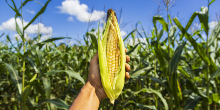Em Sergipe, seguro Garantia Safra começa a ser pago nesta terça-feira (18)