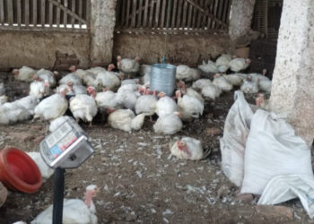 Adema flagra abate clandestino de aves em Cedro de São João