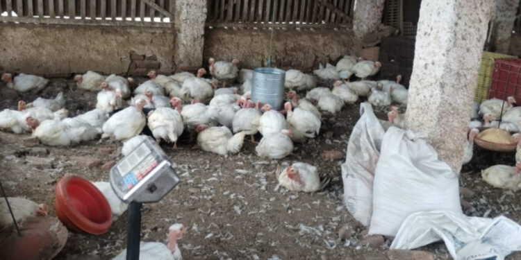 Adema flagra abate clandestino de aves em Cedro de São João