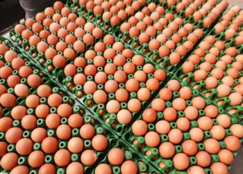 EUA torna-se o maior importador de ovos do Brasil