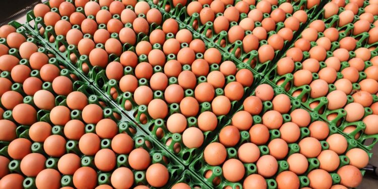 EUA torna-se o maior importador de ovos do Brasil