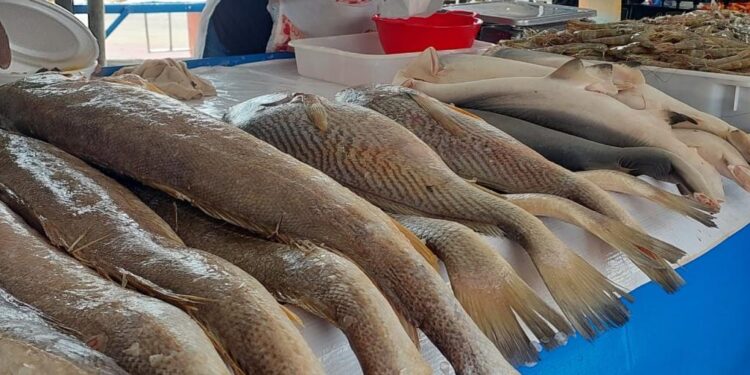 Saúde Aracaju: Vigilância Sanitária orienta população sobre cuidados com pescados na Semana Santa