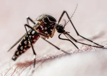 Brasil ultrapassa mil mortes por dengue em 2025