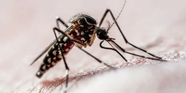 Brasil ultrapassa mil mortes por dengue em 2025