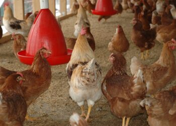 Alerta sanitário: especialista explica riscos da gripe aviária e orienta população sobre prevenção 