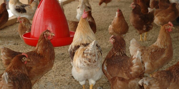Alerta sanitário: especialista explica riscos da gripe aviária e orienta população sobre prevenção 