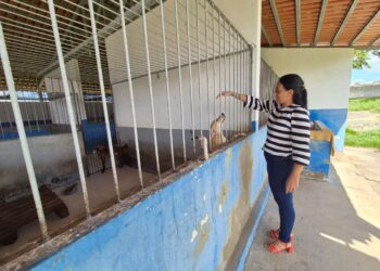 Centro de Controle de Zoonoses e Endemias de Lagarto retoma serviço de castração de animais