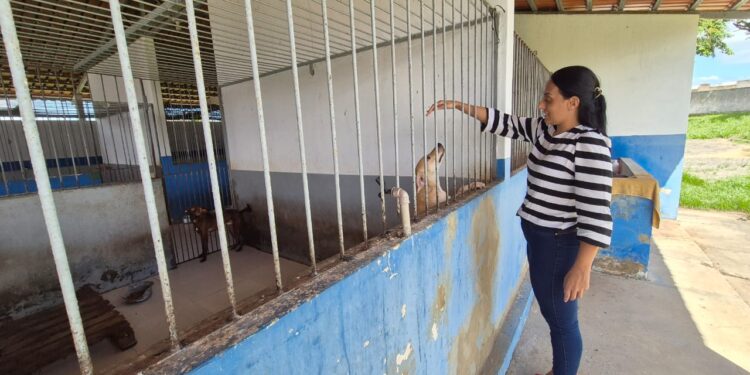 Centro de Controle de Zoonoses e Endemias de Lagarto retoma serviço de castração de animais