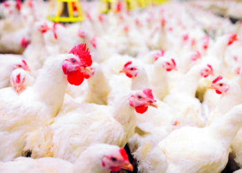 Gripe aviária: impacto em exportações pode chegar a até US$ 200 milhões, estima Ministério da Agricultura e Pecuária