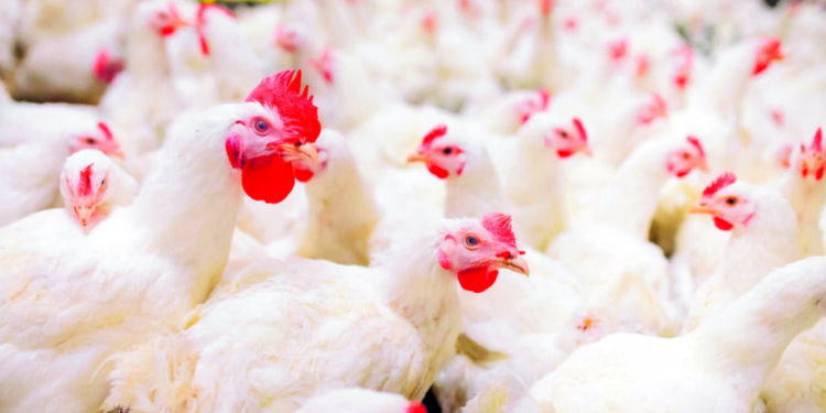 Gripe aviária: impacto em exportações pode chegar a até US$ 200 milhões, estima Ministério da Agricultura e Pecuária