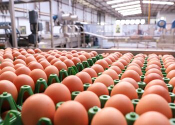 Exportação de ovo cresceu mais de 270% em abril, destacando-se em novos mercados
