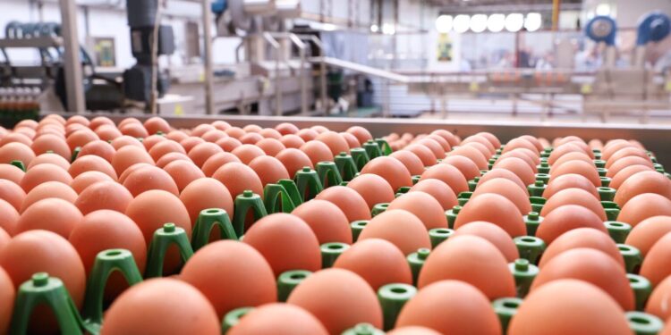 Exportação de ovo cresceu mais de 270% em abril, destacando-se em novos mercados