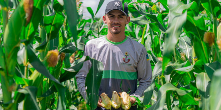 Produtores dos perímetros irrigados garantem produção de milho para o período junino