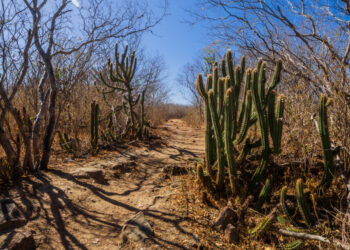 Seca grave atinge cinco municípios no Alto Sertão e Centro-Sul do estado