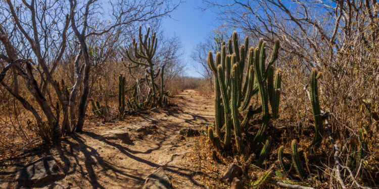 Seca grave atinge cinco municípios no Alto Sertão e Centro-Sul do estado