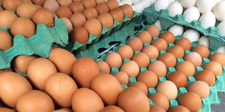 Ovos de granja com caso de gripe aviária estão rastreados, diz Mapa