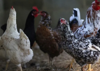 Governo descarta gripe aviária em última granja comercial sob investigação